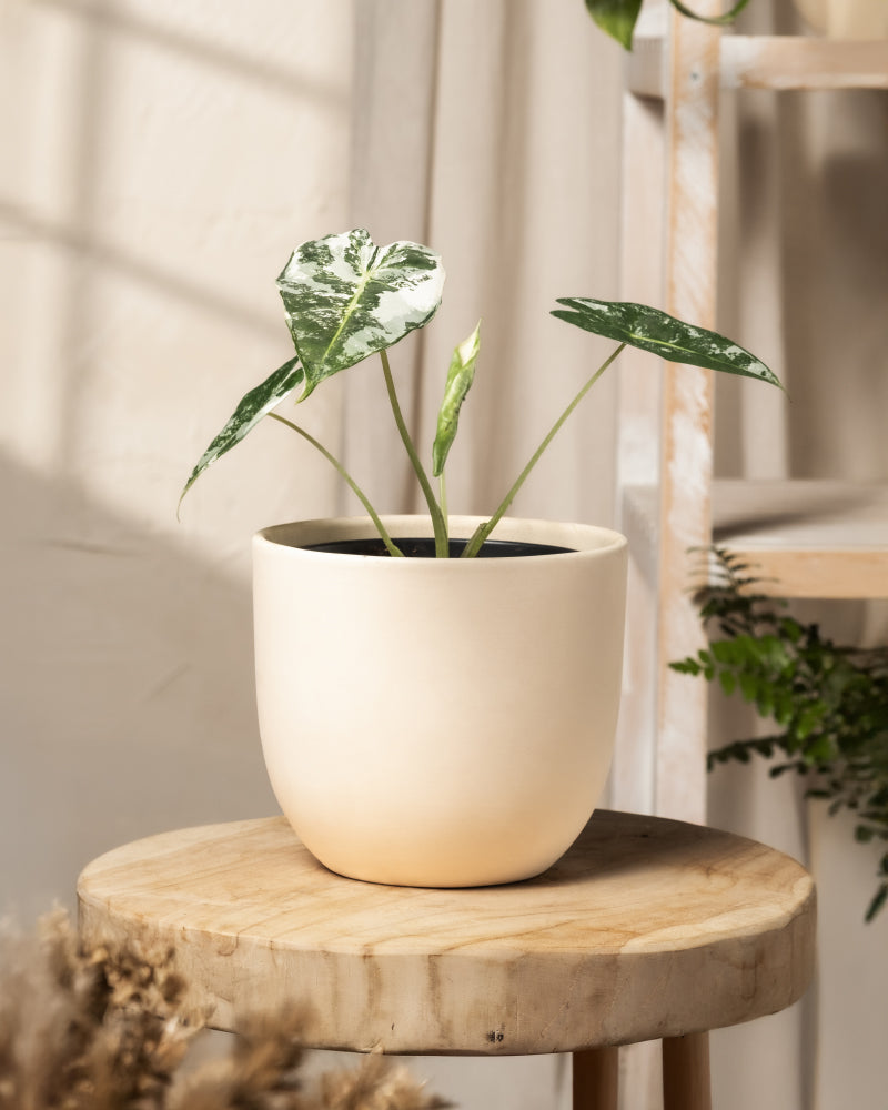 feey-alocasia-micholitziana-frydek-variegata-rarit-t-elefantenohr image 4