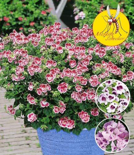 baldur-garten-3x-duft-geranie-moskito-schocker-10-5-cm-topf image 8
