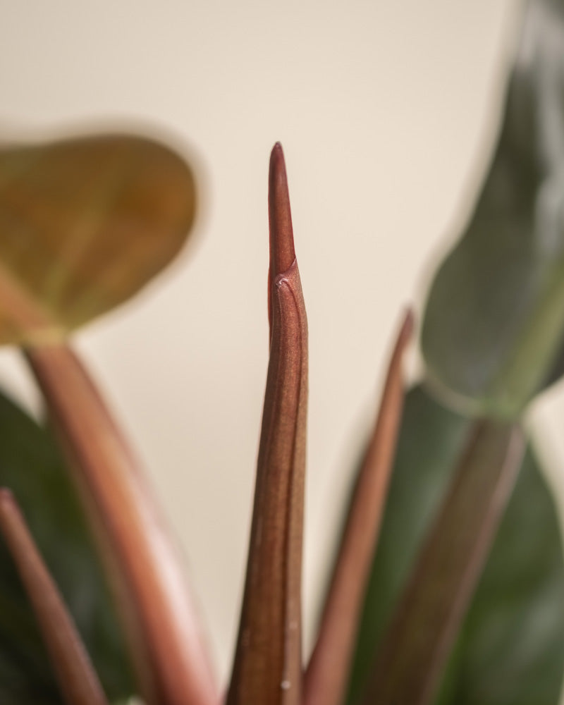 feey-philodendron-imperial-red-zimmerpflanze image 7