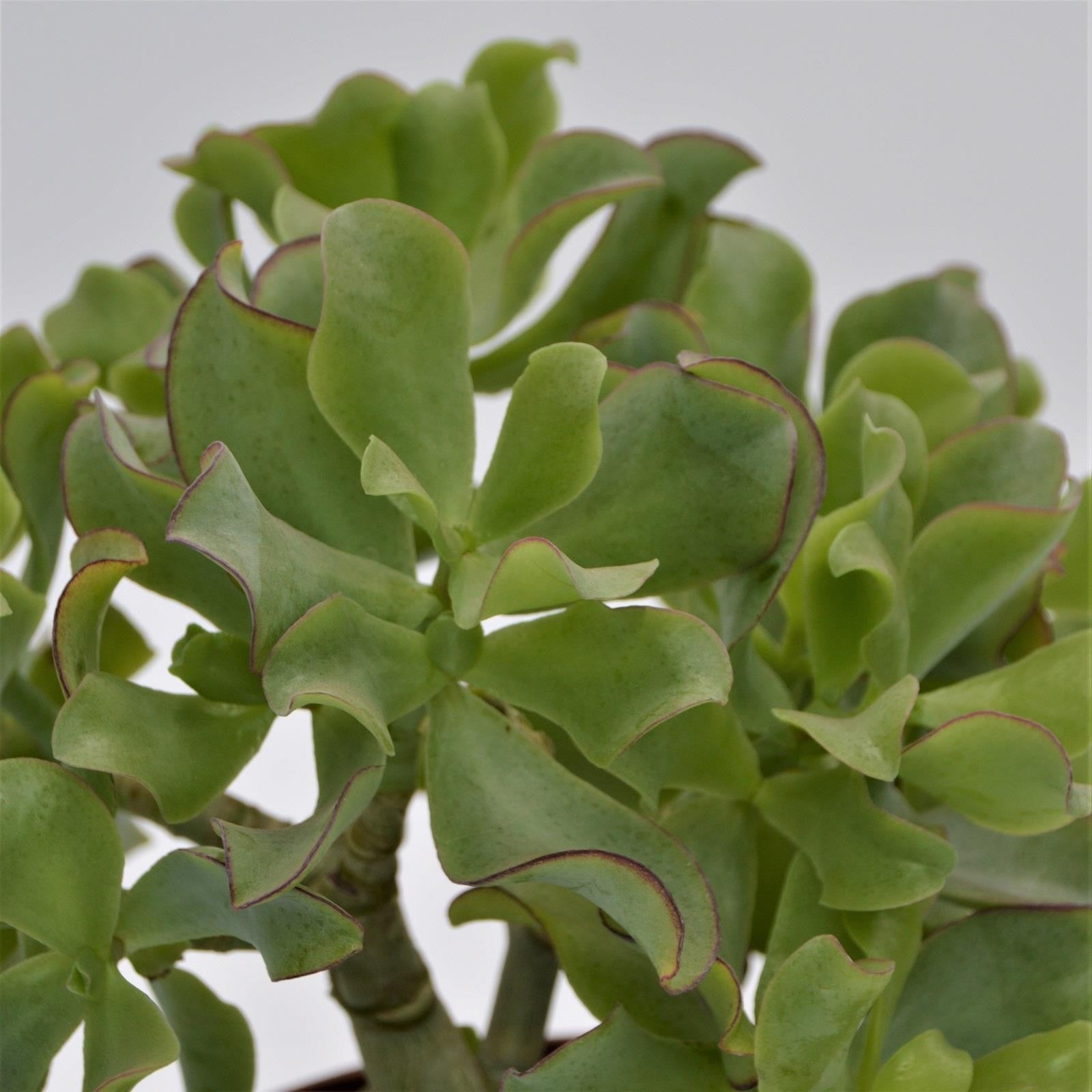 pasiora-crassula-arborescens-undulatifolia-17-cm-topf image 1