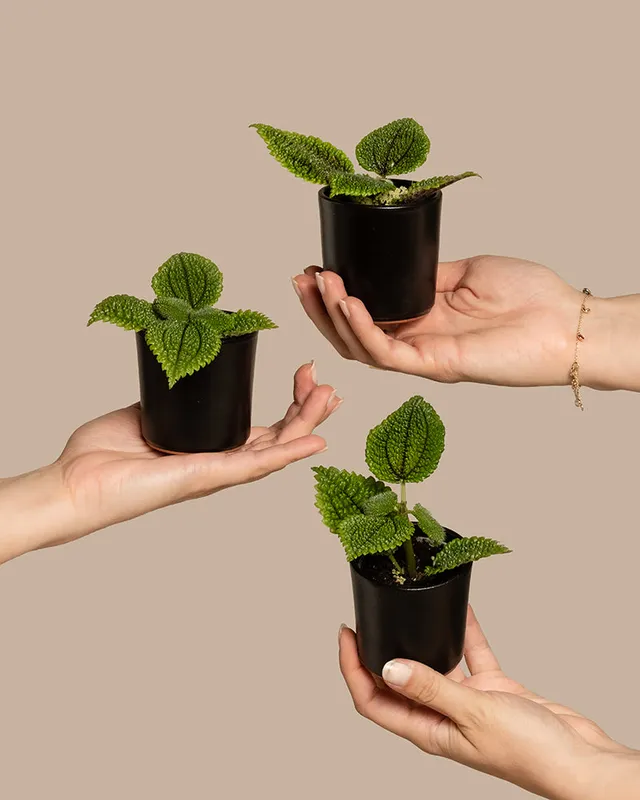 feey-babypflanzen-trio-pilea-moon-valley-kanonierblume image 1