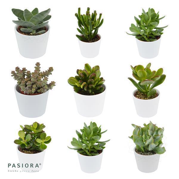 pasiora-ciao-crassula-3-st-ck-sukkulenten-set-ohne-bertopf image 1