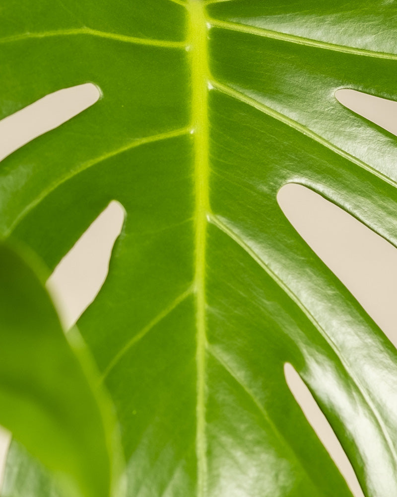 feey-gro-e-monstera-deliciosa-fensterblatt-zimmerpflanze image 6