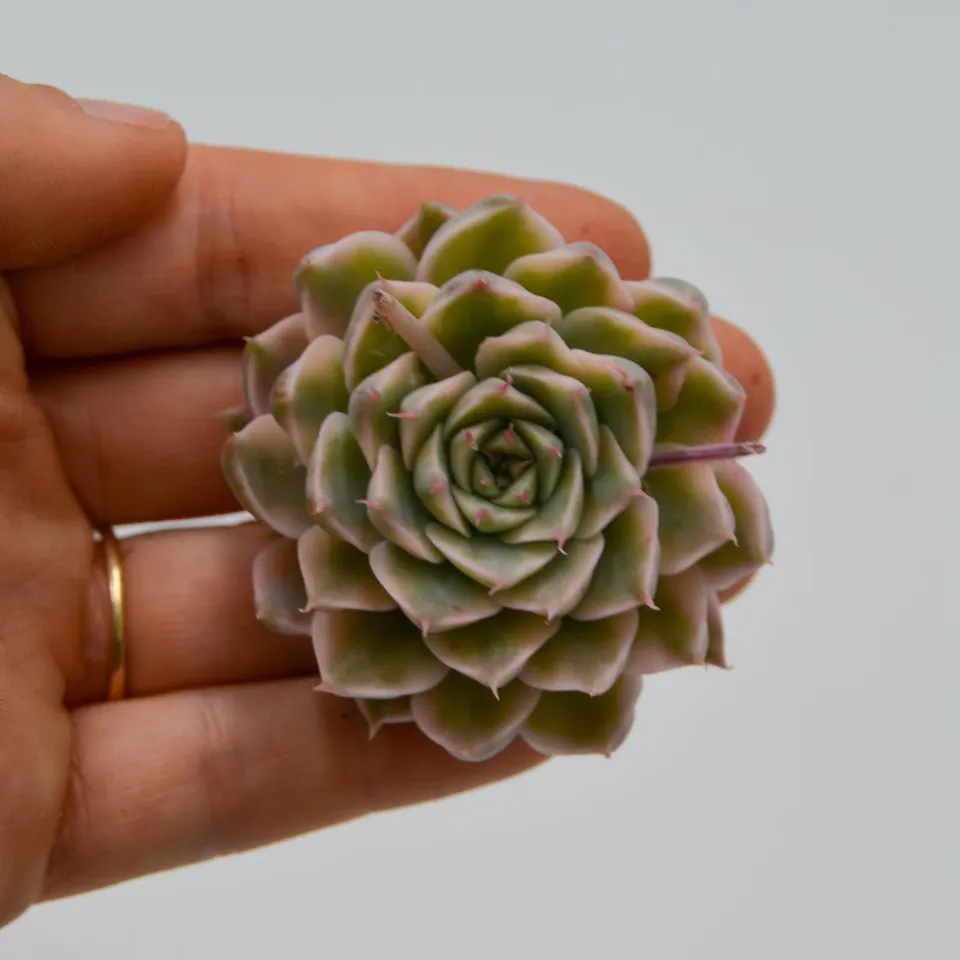 pasiora-echeveria-halbingeri-f-variegata-rarit-ten-steckling image 1