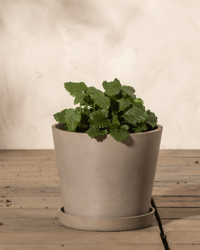 feey-zitronenmelisse-melissa-officinalis-kr-uterpflanze-essbar image 4