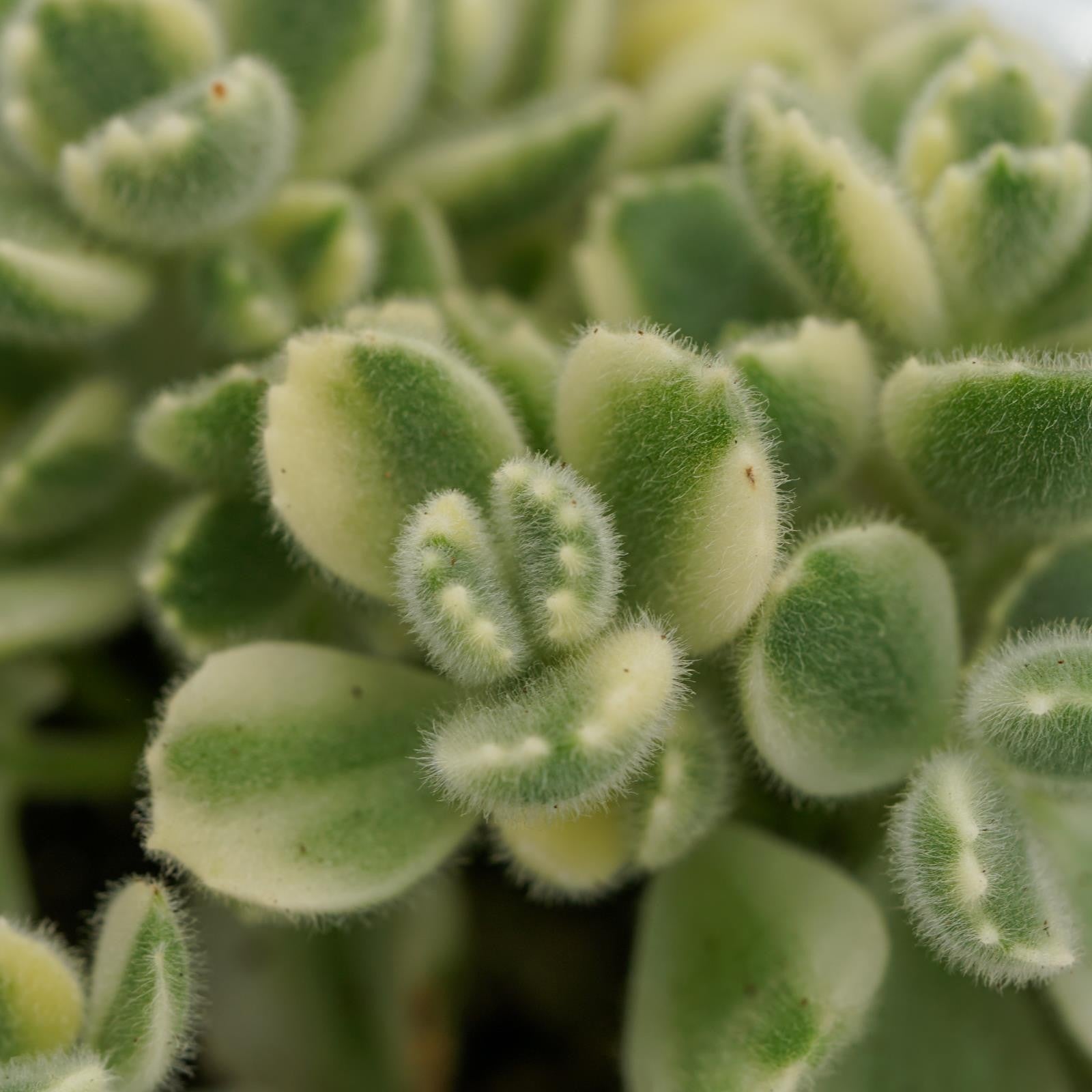 pasiora-cotyledon-tomentosa-variegata-8-5cm image 1