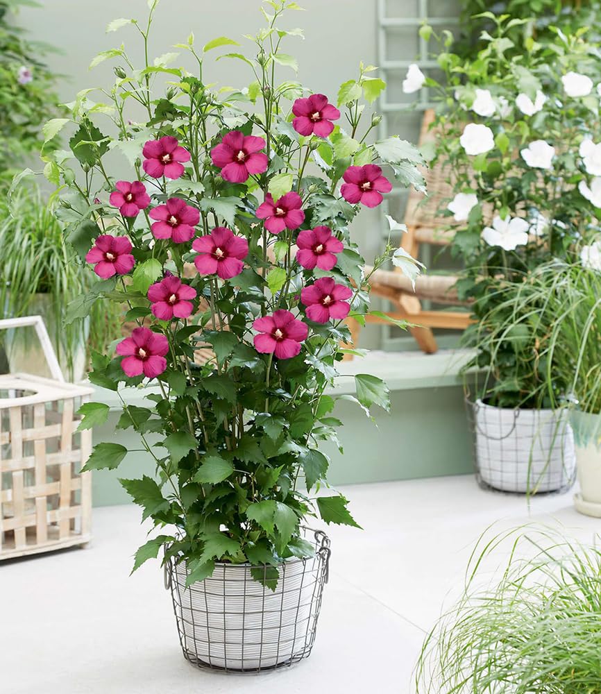 baldur-garten-hibiskus-flower-tower-ruby-im-9x9-cm-topf image 1