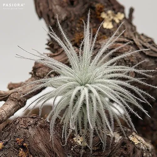pasiora-tillandsia-tectorum-snowball-l-luftpflanze image 1