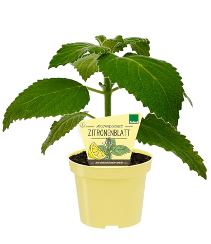 baldur-garten-bio-australisches-zitronenblatt-1-pflanze-im-12-cm-topf image 6