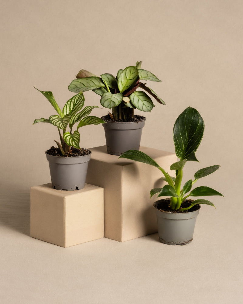 feey-babypflanzen-f-rs-badezimmer-3er-set-philodendron-white-measure-calathea-vi image 3