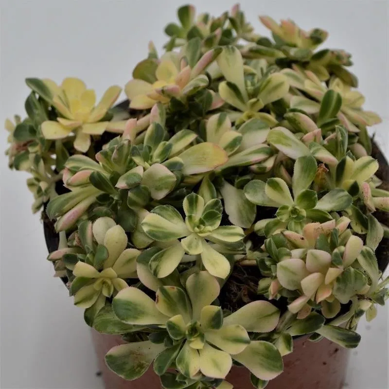 pasiora-aeonium-domesticum-f-variegata-sukkulente-13-cm image 1