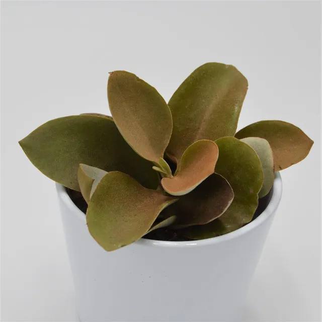 pasiora-kalanchoe-orgyalis-sukkulente-8-5cm-topf image 1