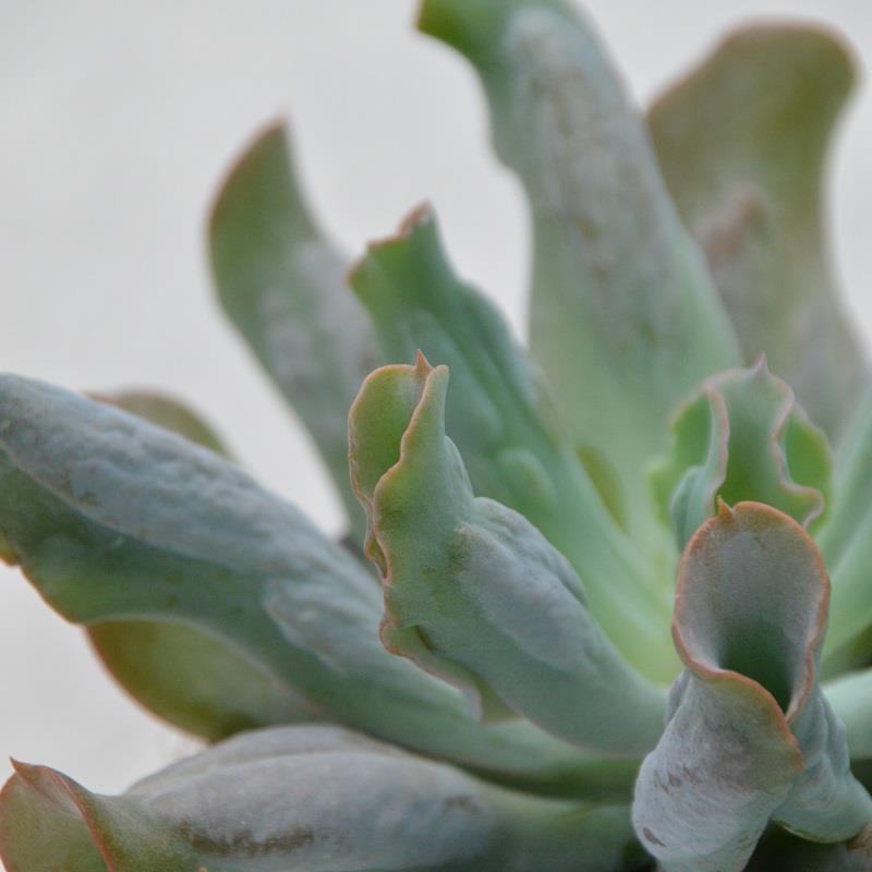 pasiora-echeveria-culibra-sukkulente-13-cm image 1
