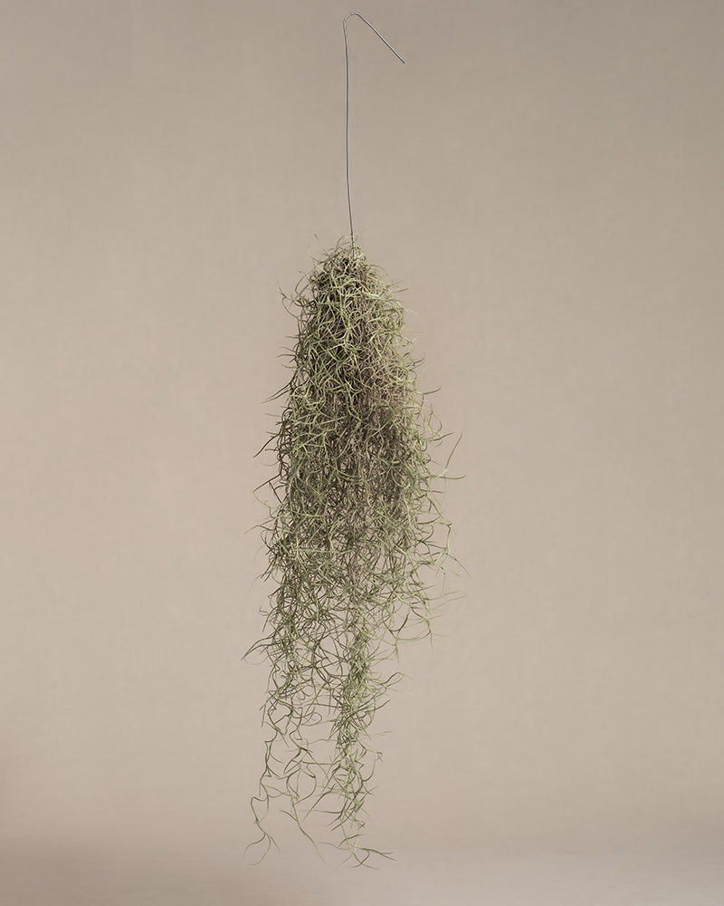 feey-spanisches-moos-tillandsia-usneoides-klein image 3