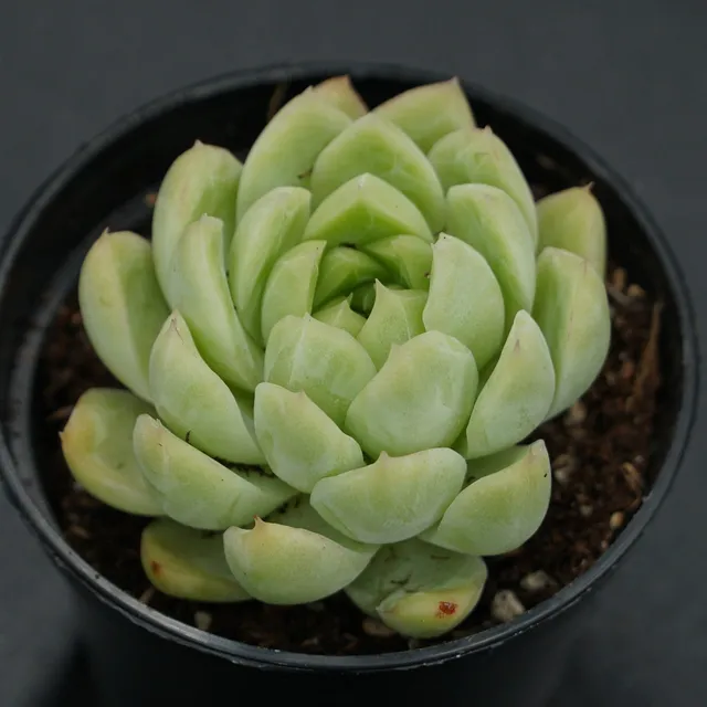 pasiora-echeveria-malgan-x-queen-rarit-t-einzelst-ck image 1