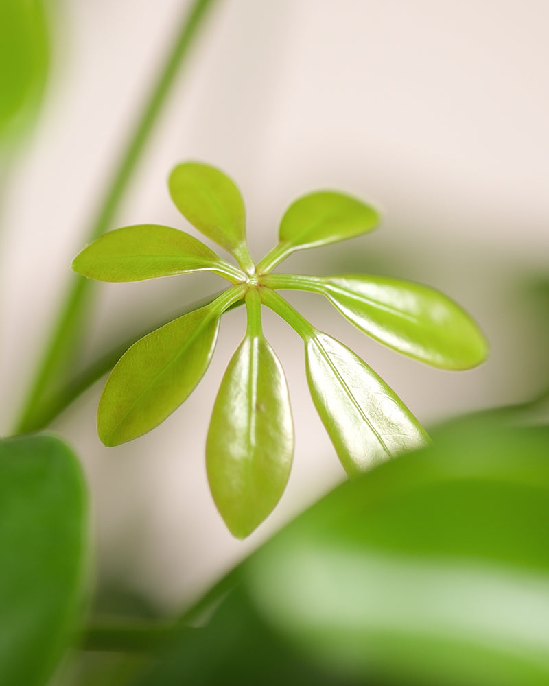 feey-schefflera-arboricola-strahlenaralie-zimmerpflanze-im-16er-topf image 2