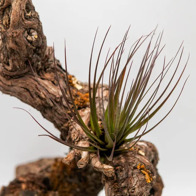 pasiora-tillandsia-tricolor-v-melanocrater-bromelie image 1