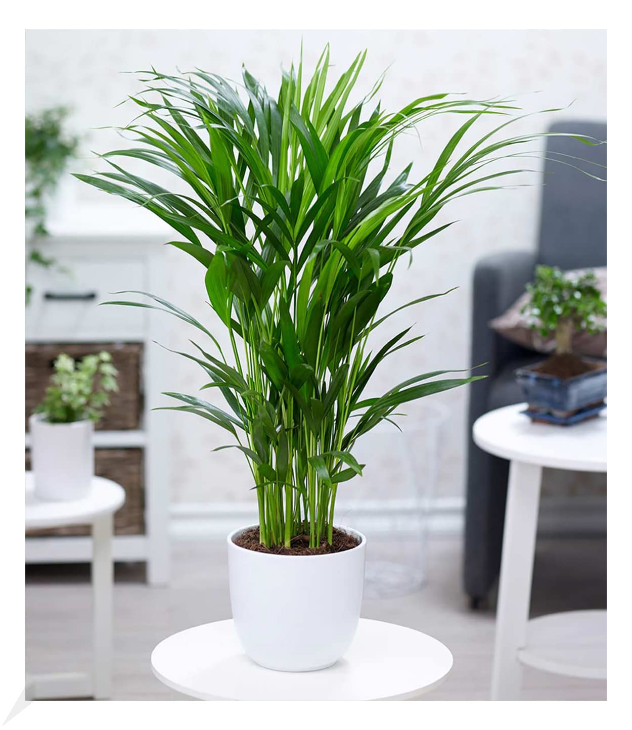 baldur-garten-areca-palme-goldfruchtpalme-60-70-cm-im-17-cm-topf image 1