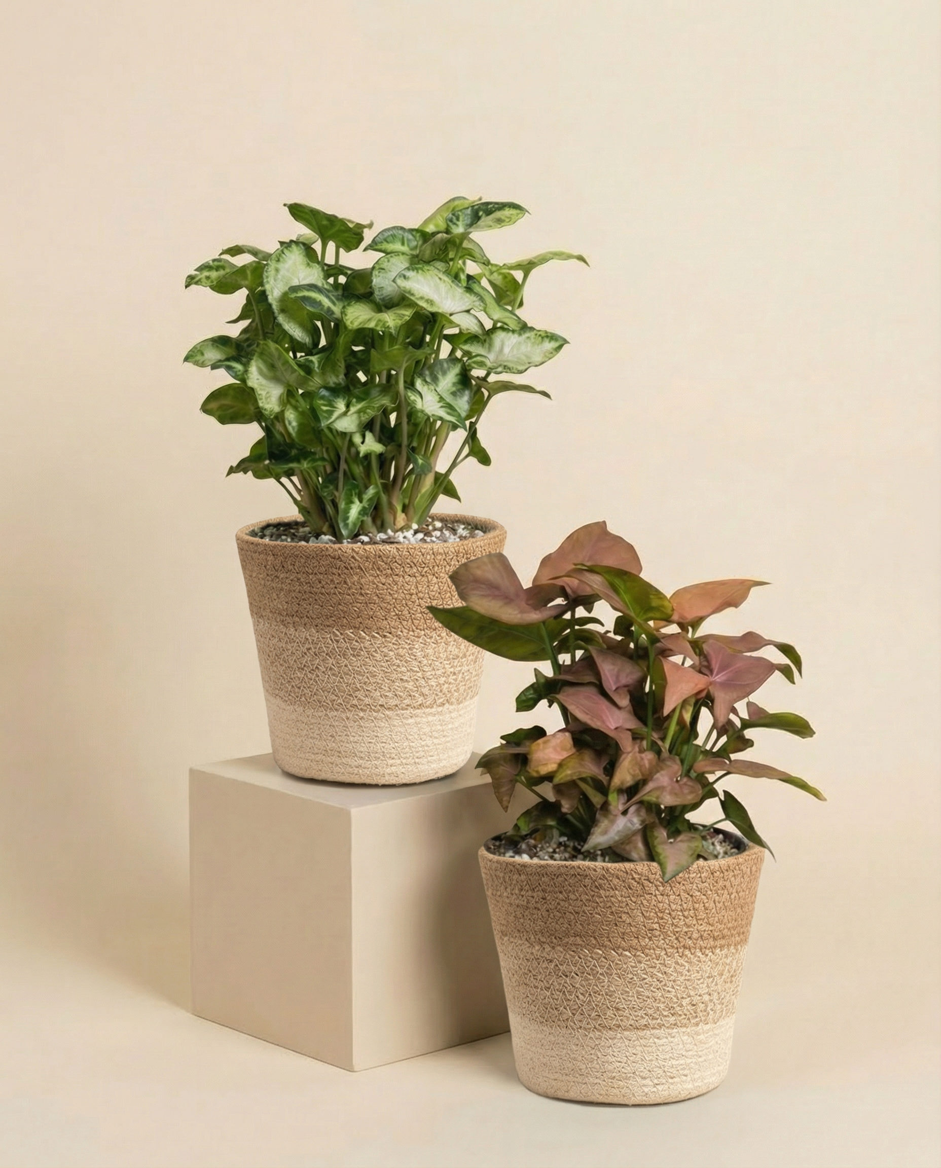 feey-schweizer-syngonium-duo-pixie-neon-pflanzenset image 5