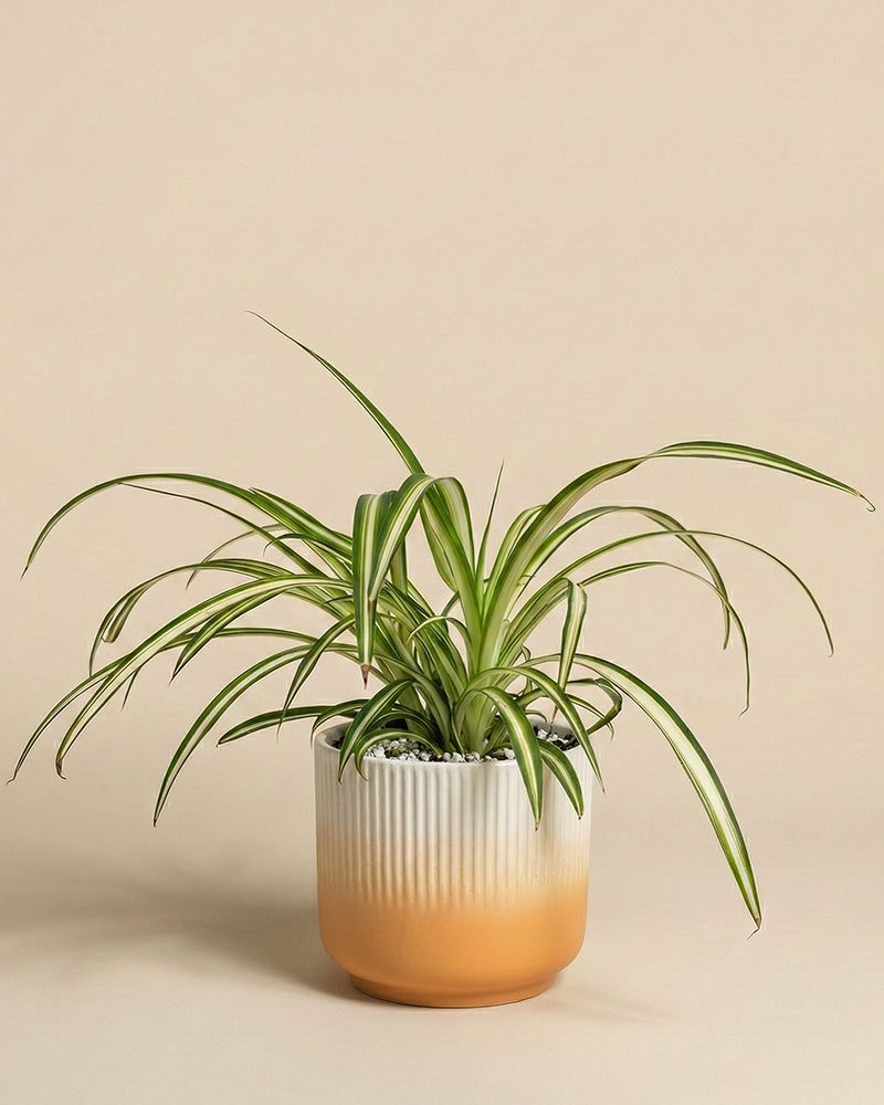 feey-gr-nlilie-chlorophytum-comosum image 6