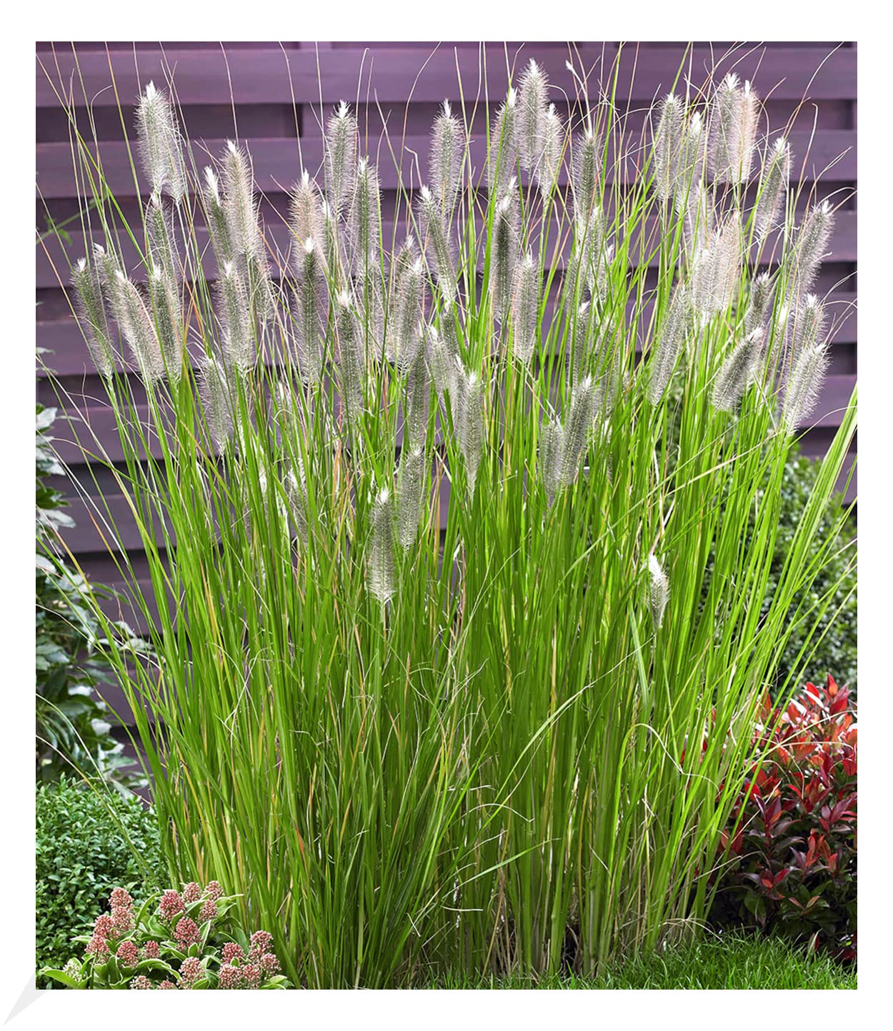 baldur-garten-gr-ser-teppich-carex-remota-3-pflanzen-im-9x9-cm-topf image 5
