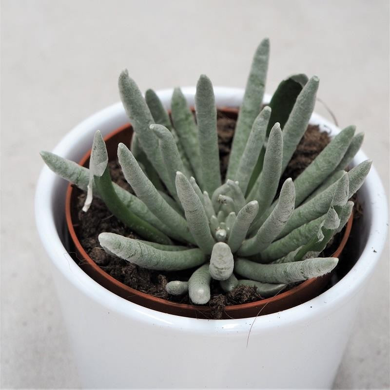 pasiora-senecio-scapusis-sukkulente-8-5-cm-topf image 1