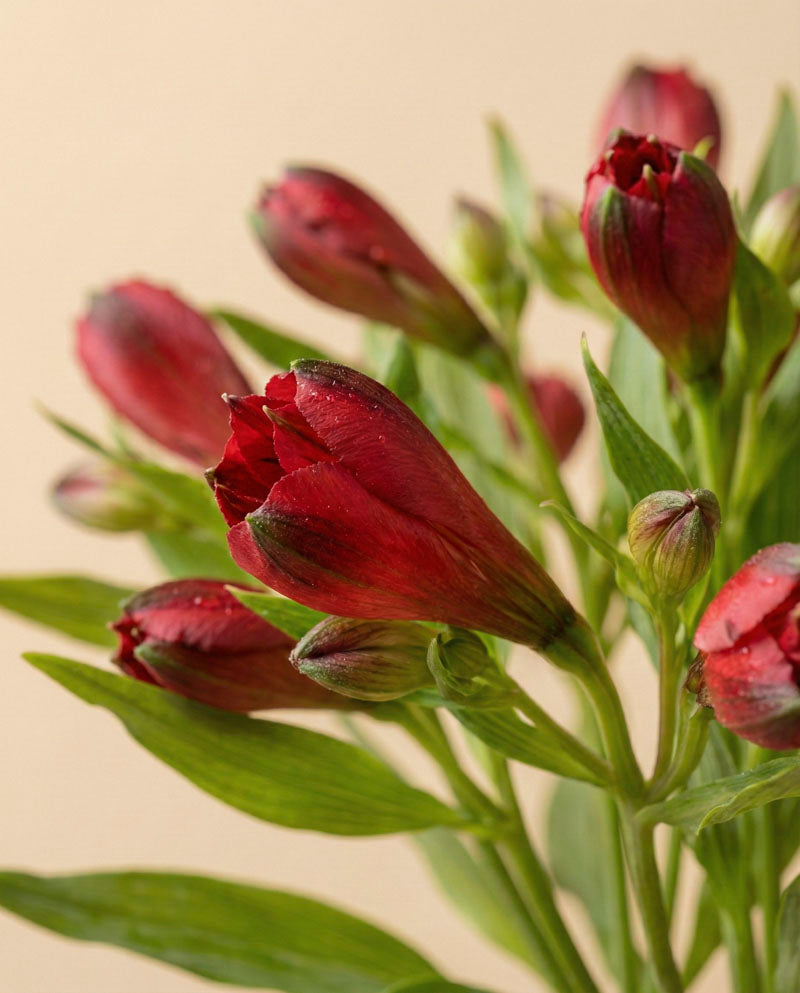 feey-alstroemeria-rot-schnittblumen image 8