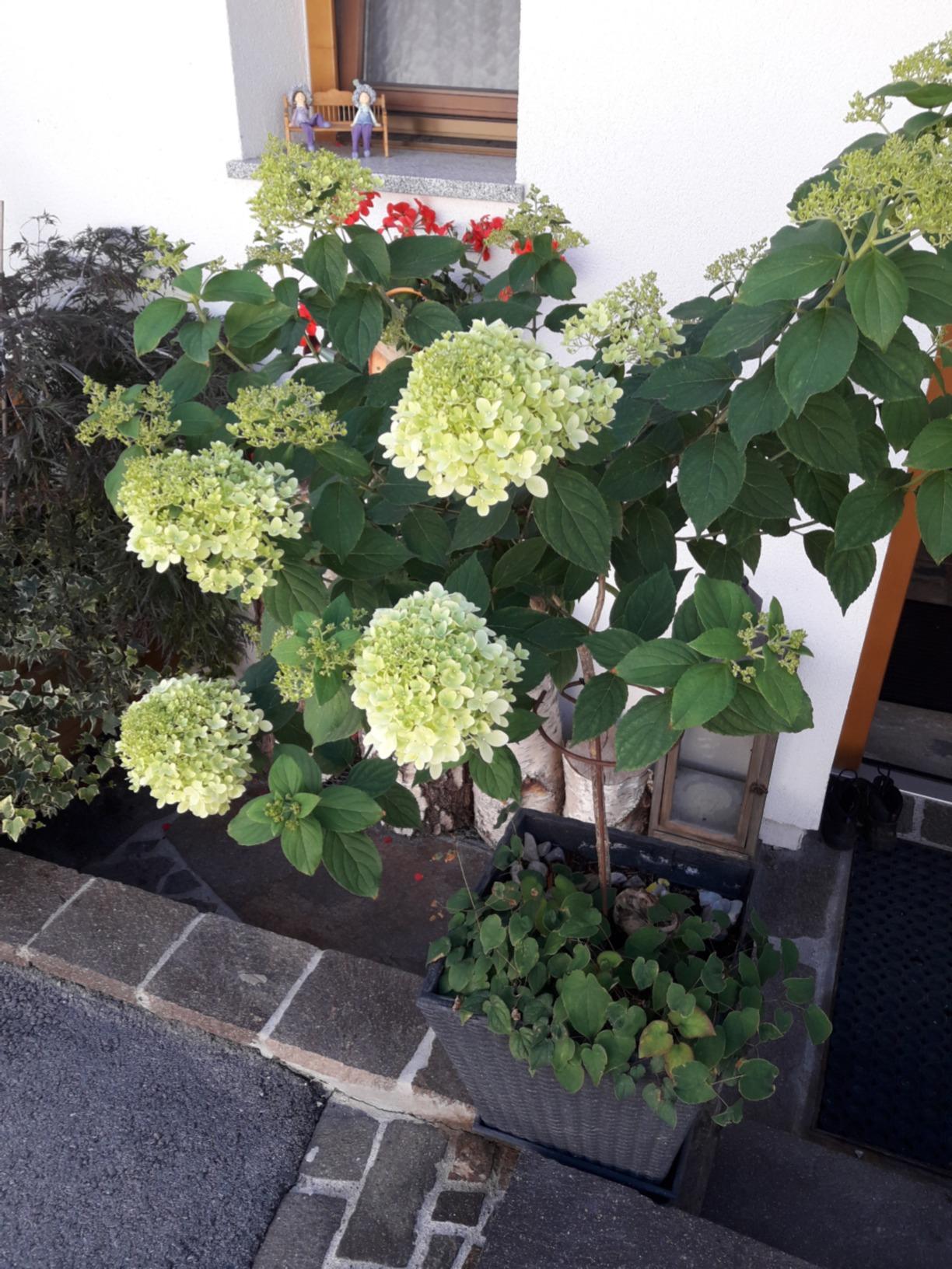 Blüht den ganzen Sommer