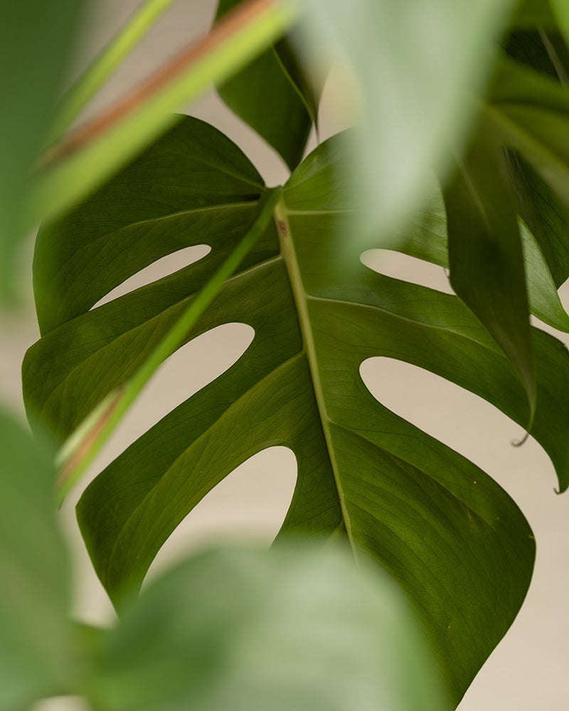 feey-monstera-xl-monstera-deliciosa-fensterblatt-zimmerpflanze-gro image 2