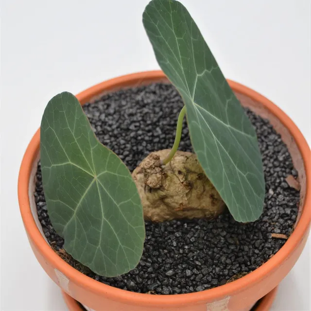pasiora-stephania-nova-mit-caudex-15-cm-im-tontopf image 1