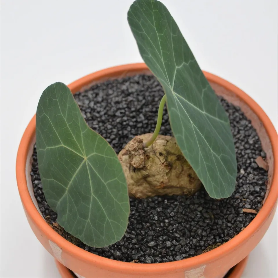 pasiora-stephania-nova-mit-caudex-15-cm-im-tontopf image 1