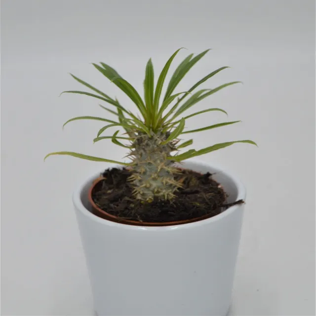 pasiora-pachypodium-lamerei-sukkulente-8-5cm-topf image 1