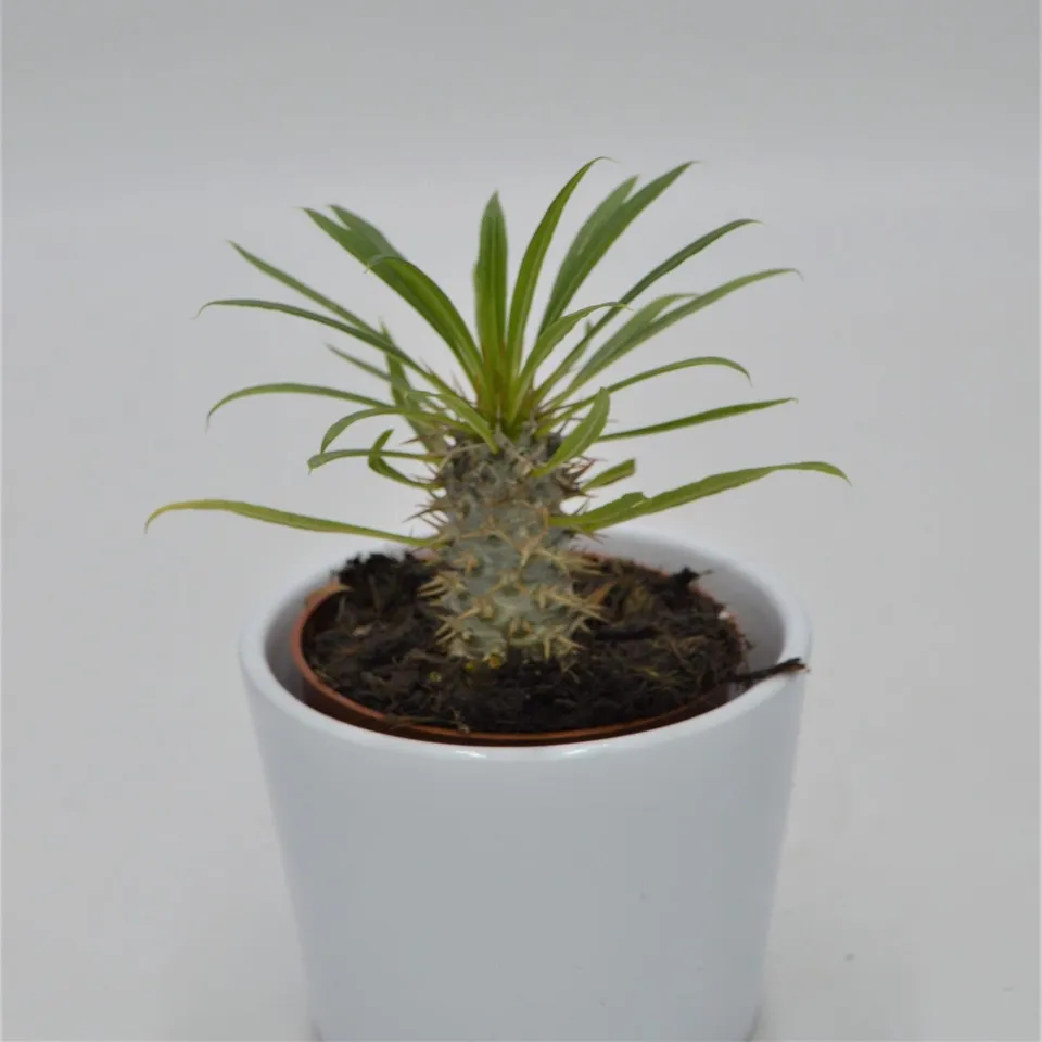 pasiora-pachypodium-lamerei-sukkulente-8-5cm-topf image 1