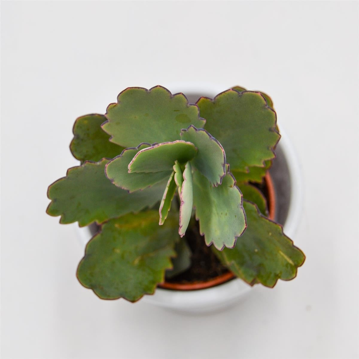 pasiora-kalanchoe-fedtschenkoi-sukkulente-5-5cm-topf image 2