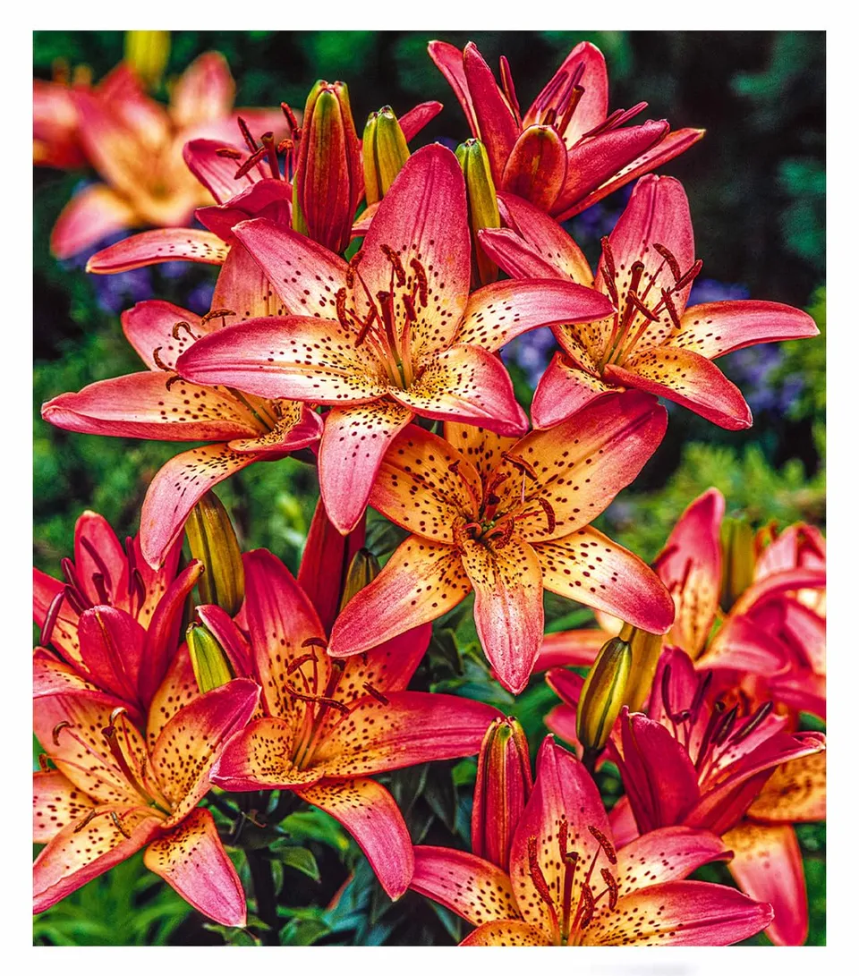 baldur-garten-lilie-italia-3x-blumenzwiebeln-16-18-cm image 1