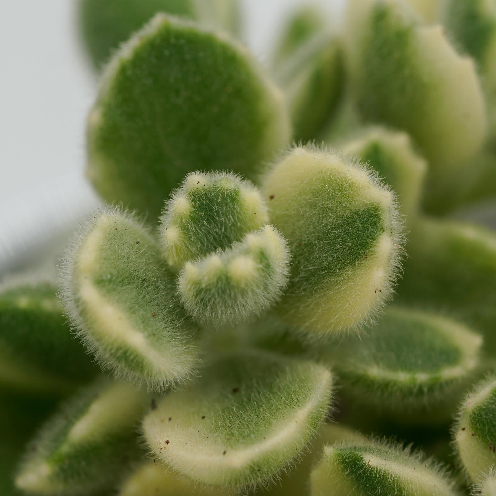 pasiora-cotyledon-tomentosa-variegata-8-5cm image 3