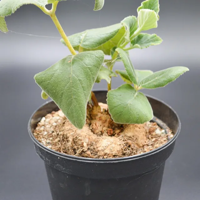 pasiora-sinningia-macrostachya-sukkulente-rarit-t-einzelst-ck-indoor image 1