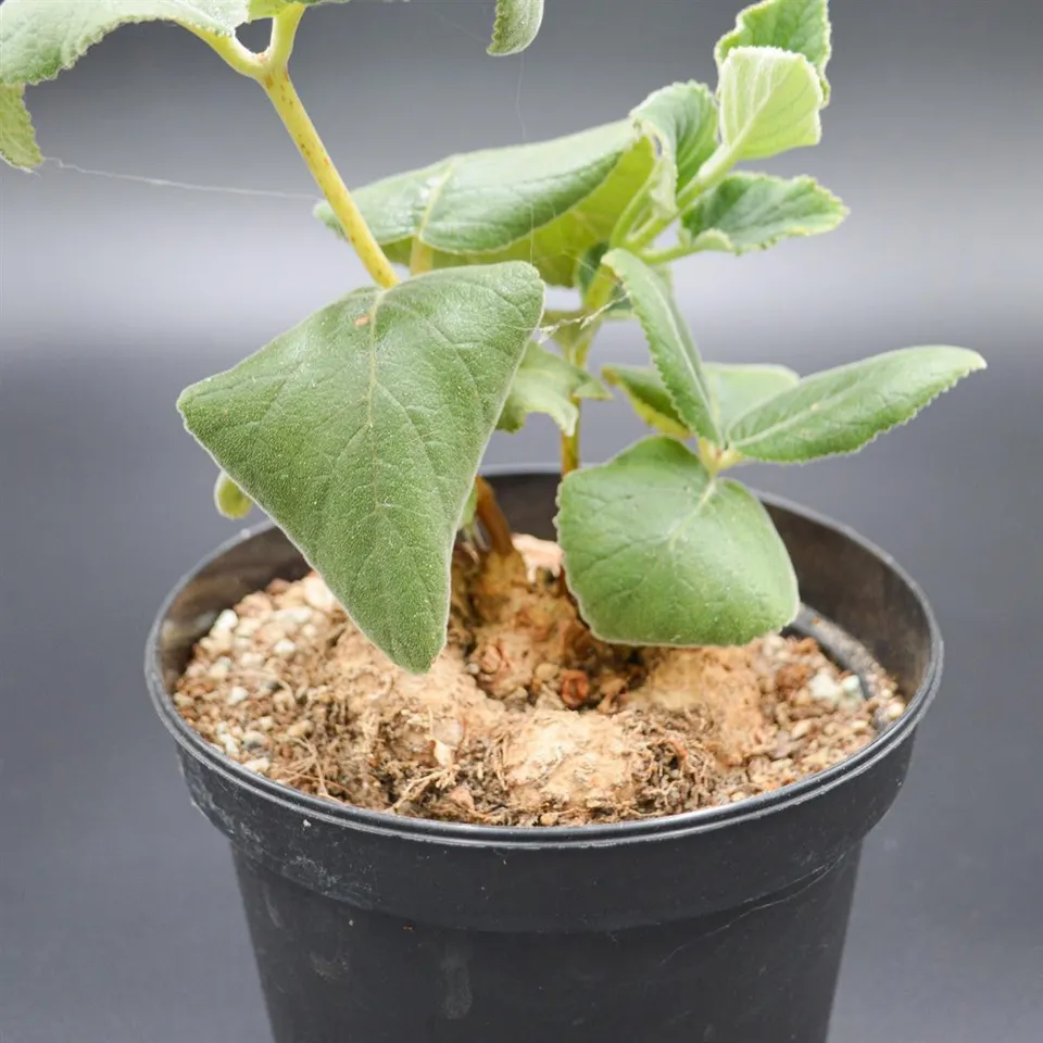pasiora-sinningia-macrostachya-sukkulente-rarit-t-einzelst-ck-indoor image 1