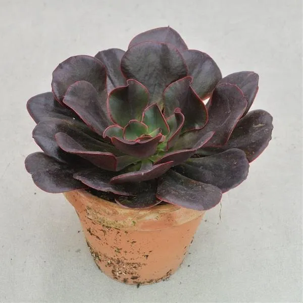 pasiora-echeveria-red-prince-sukkulente-13-cm-tontopf image 1