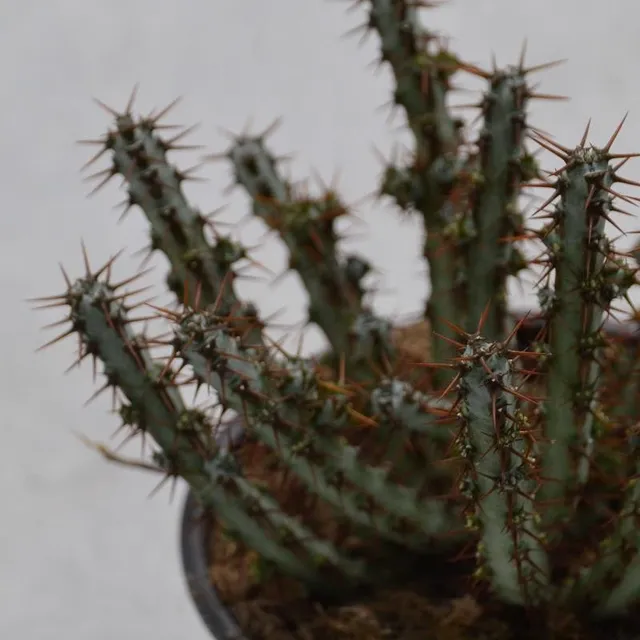 pasiora-euphorbia-aeruginosa-sukkulente-13-cm-topf image 1