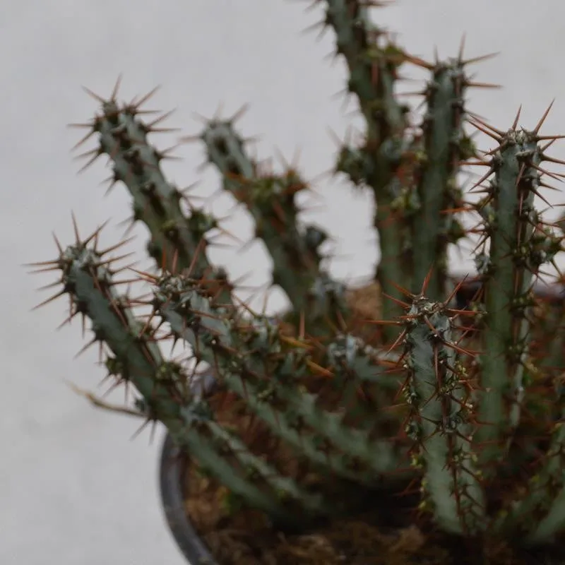pasiora-euphorbia-aeruginosa-sukkulente-13-cm-topf image 1