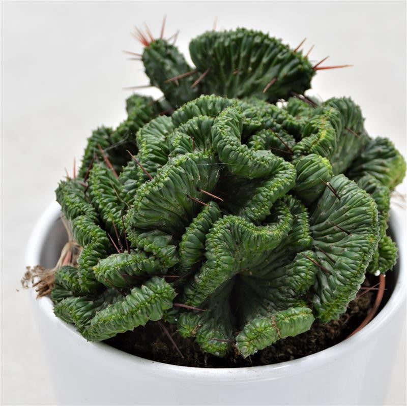 pasiora-euphorbia-enopla-f-cristata-sukkulente-10-5cm image 1