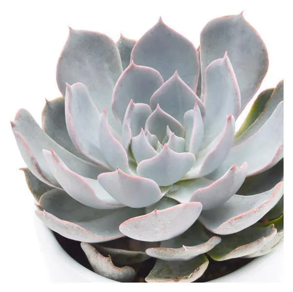pasiora-echeveria-peacockii-sukkulente-5-5cm image 1