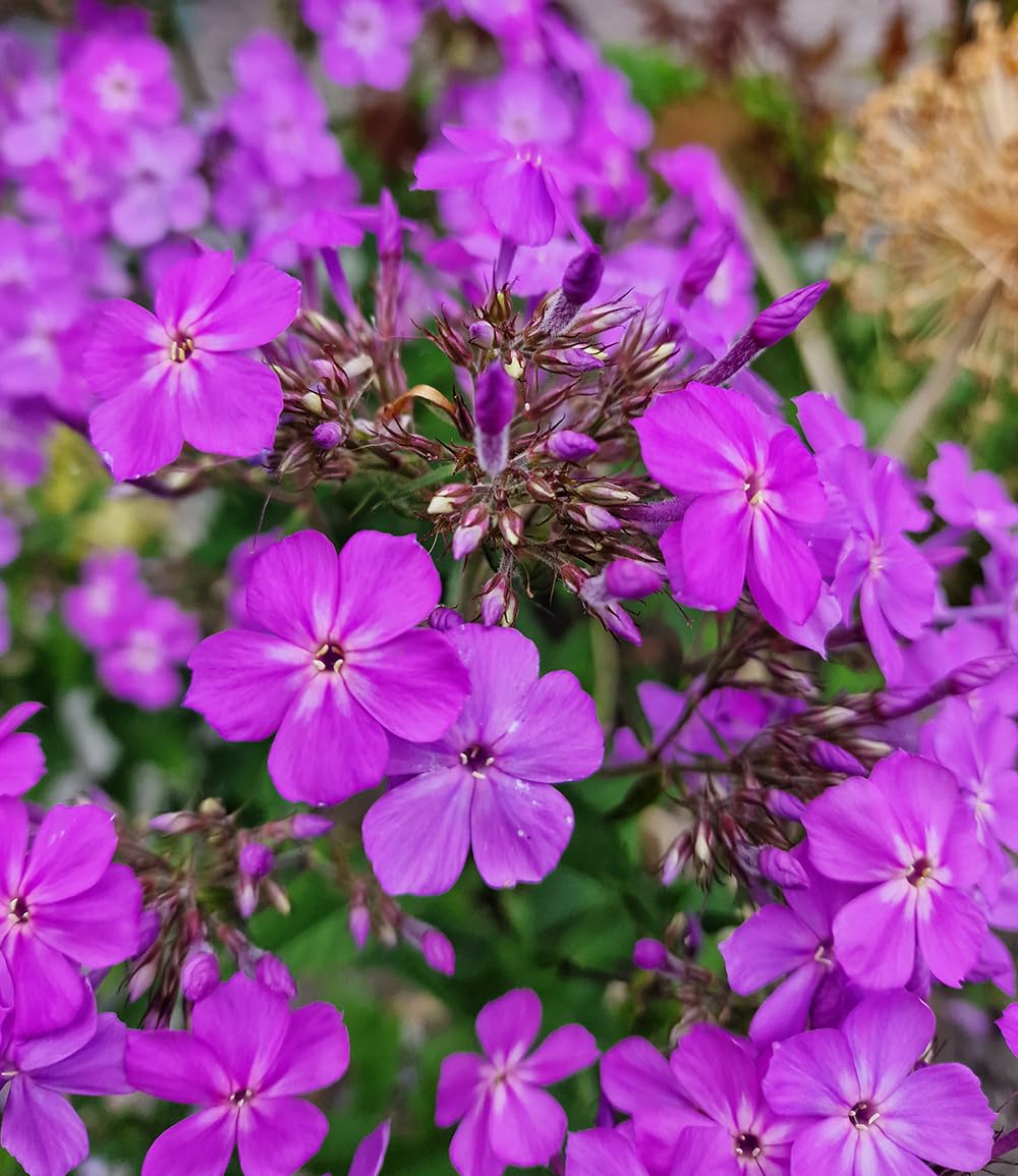 baldur-garten-phlox-js-queen-paola-2x-hoher-stauden-phlox-im-9x9-cm-topf-60-cm image 2