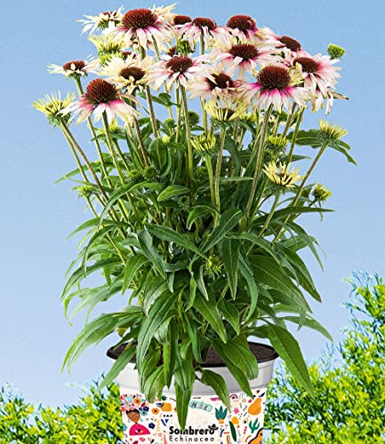 baldur-garten-echinacea-sombrero-white-purple-1-pflanze-im-9x9-cm-topf image 3