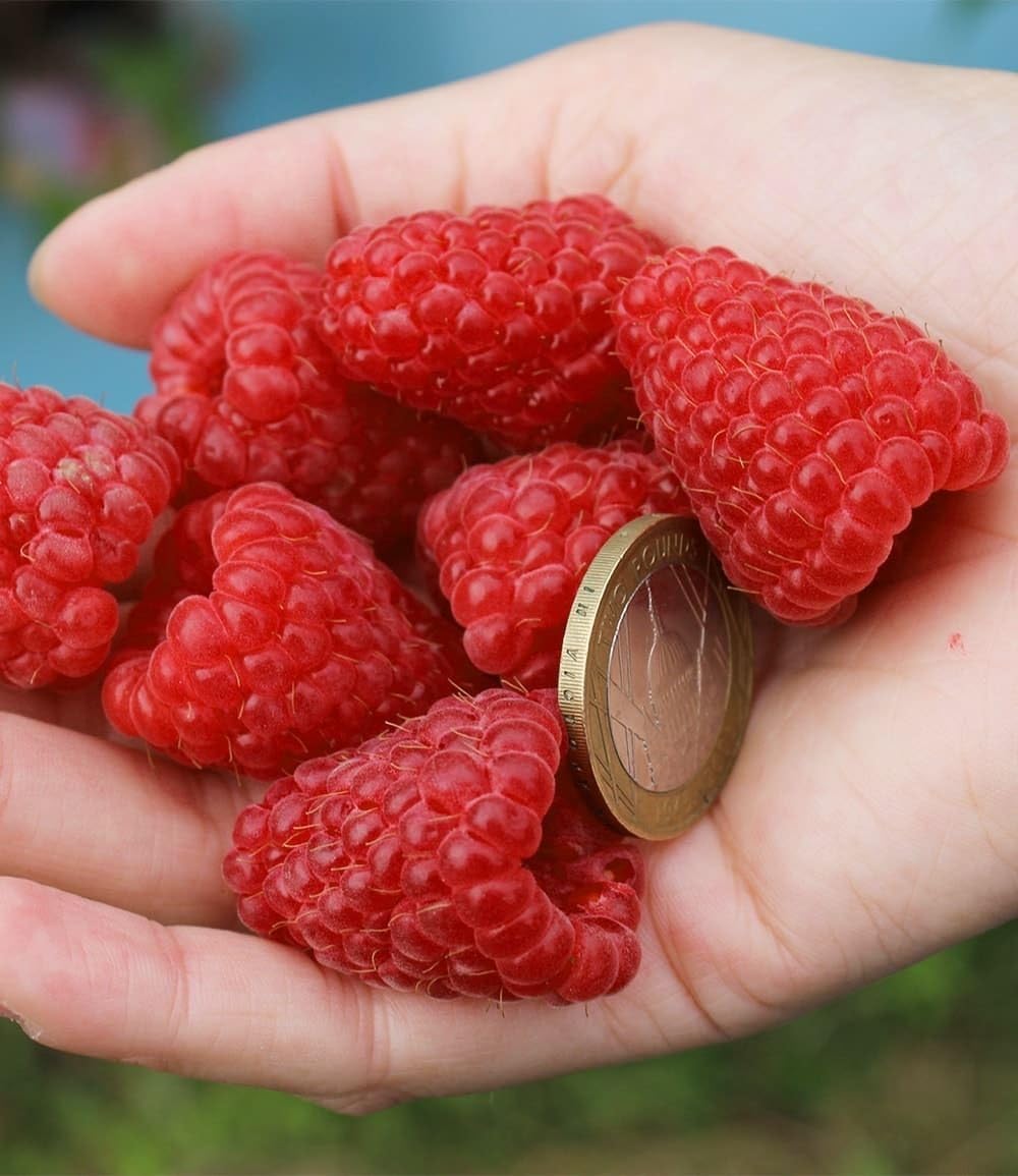 baldur-garten-riesenhimbeere-primeberry-autumn-happy-im-2-liter-topf image 2