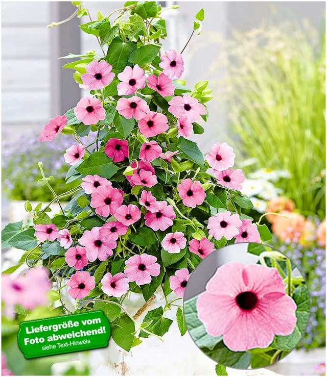 baldur-garten-thunbergia-pink-surprise-rosa-schwarz-ugige-susanne-2-pflanzen image 1
