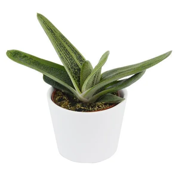pasiora-gasteria-dragon-skin-sukkulente-6cm-topf image 1