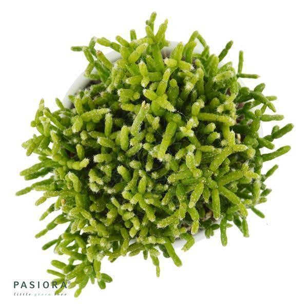 pasiora-rhipsalis-cereuscula-korallenkaktus-im-6cm-topf image 2