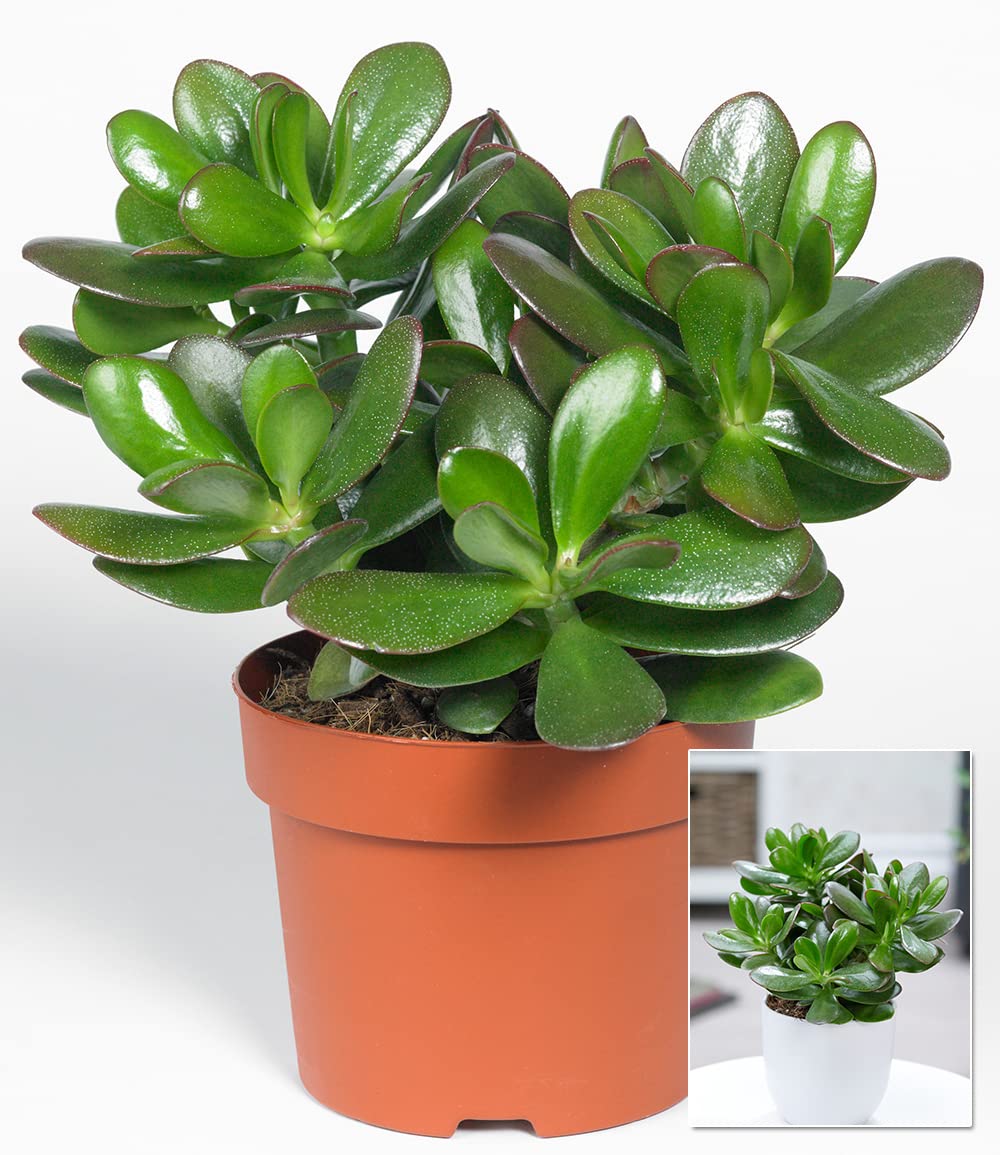baldur-garten-geldbaum-crassula-ovata-zimmerpflanze-im-12-cm-topf image 4